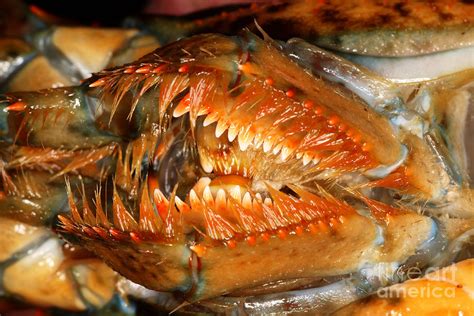 lobster pprn|Cum In Mouth .